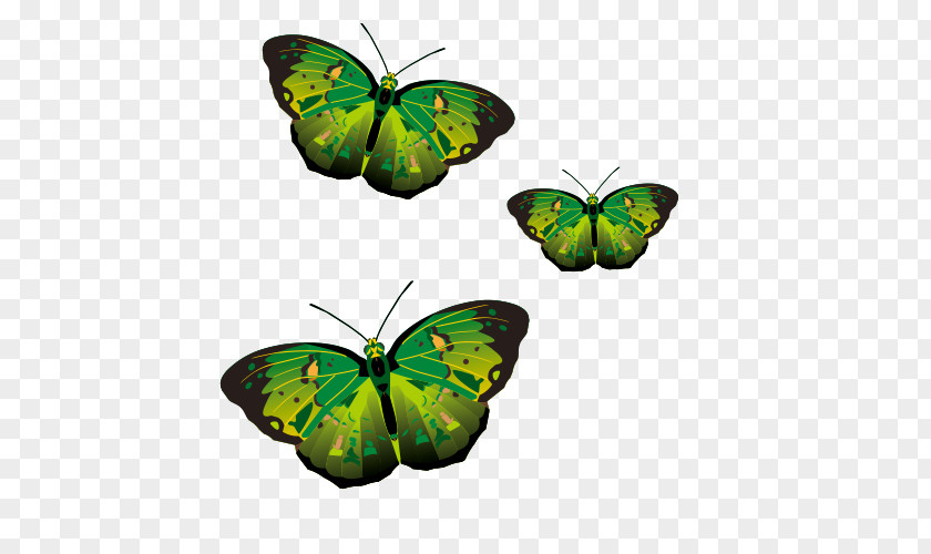Green Butterfly Vector Monarch Pieridae PNG