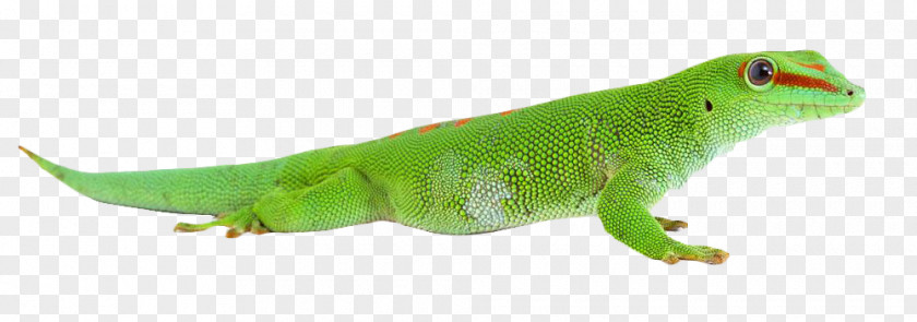 Green Chameleon Common Iguanas Chameleons Lizard PNG