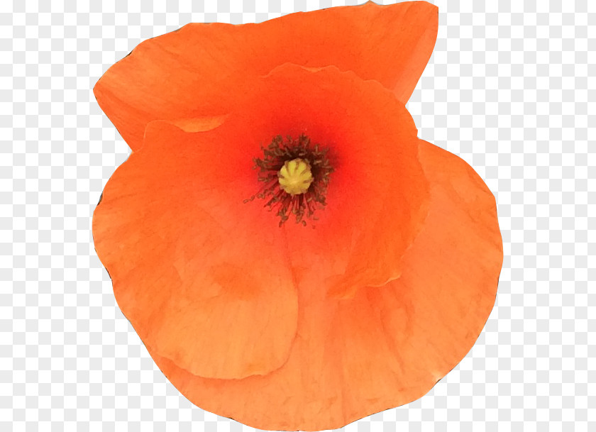 Poppy Common Remembrance Symbol Logo PNG