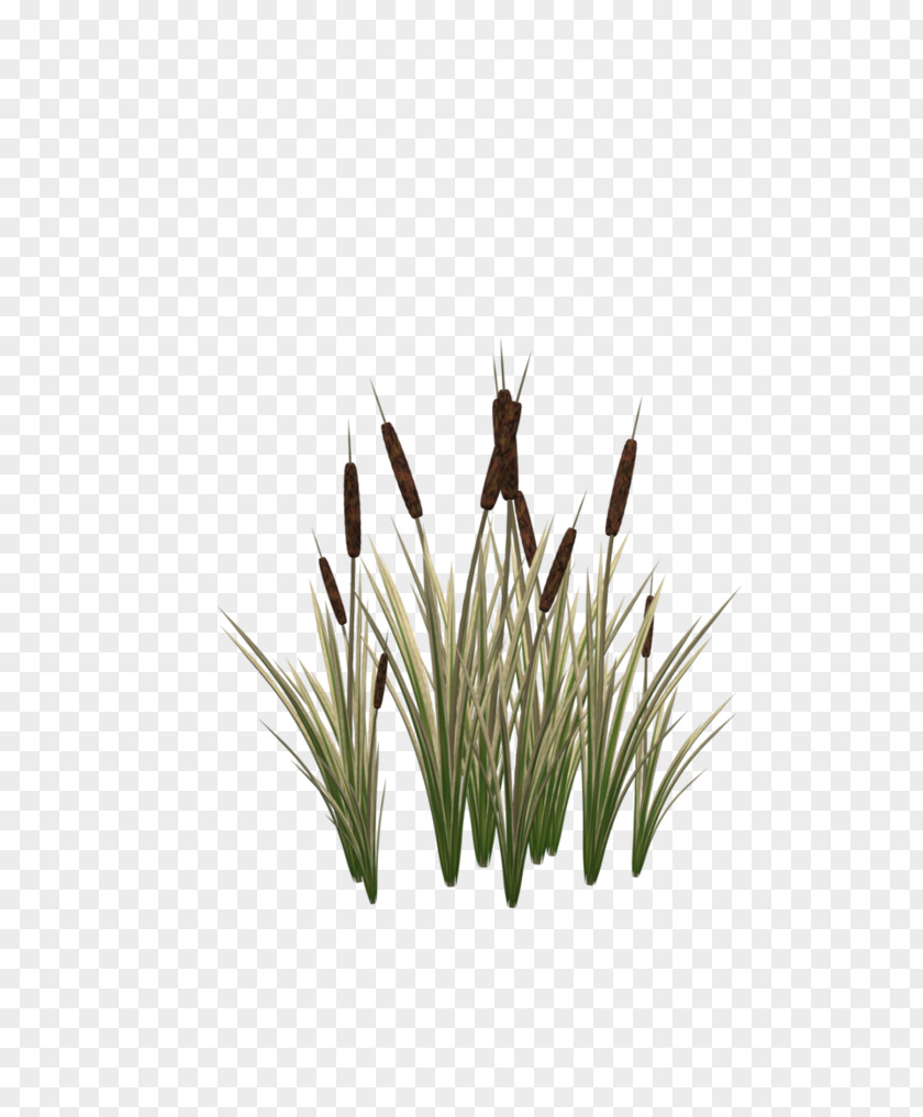 Cat Typha Latifolia Plant Tail Clip Art PNG