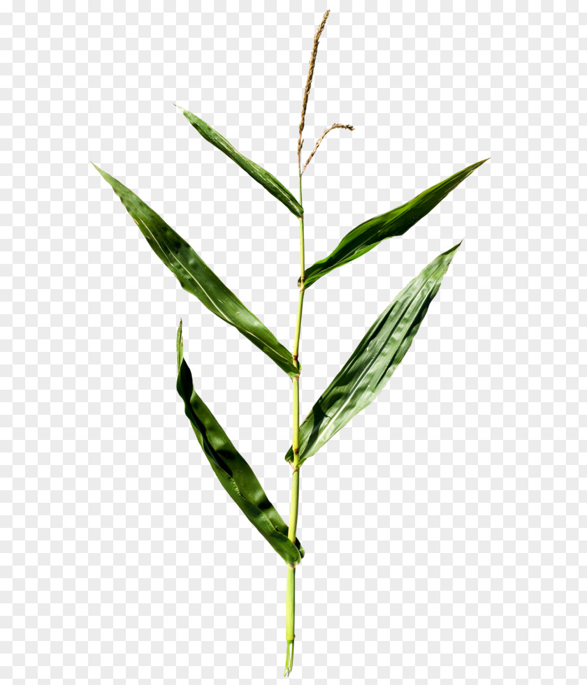 Corn Maize Plant Leaf Clip Art PNG