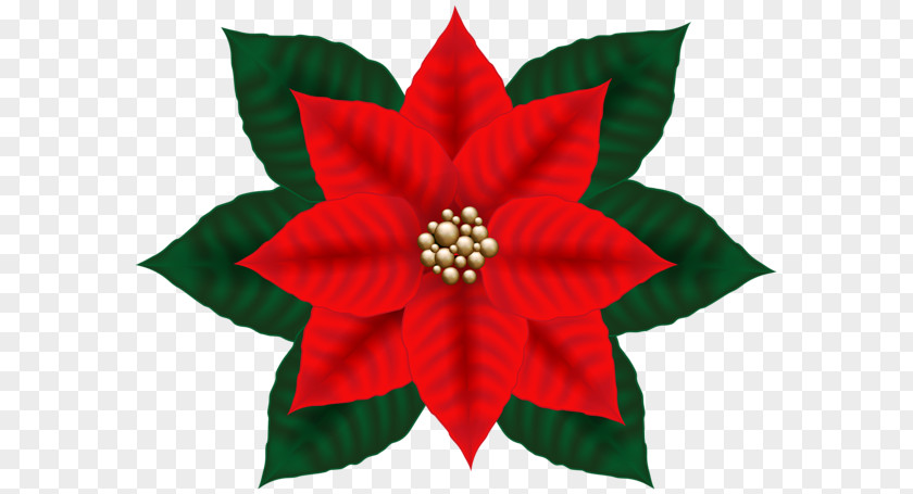 Ponsettia Cartoon Clip Art Christmas Day Image Poinsettia PNG