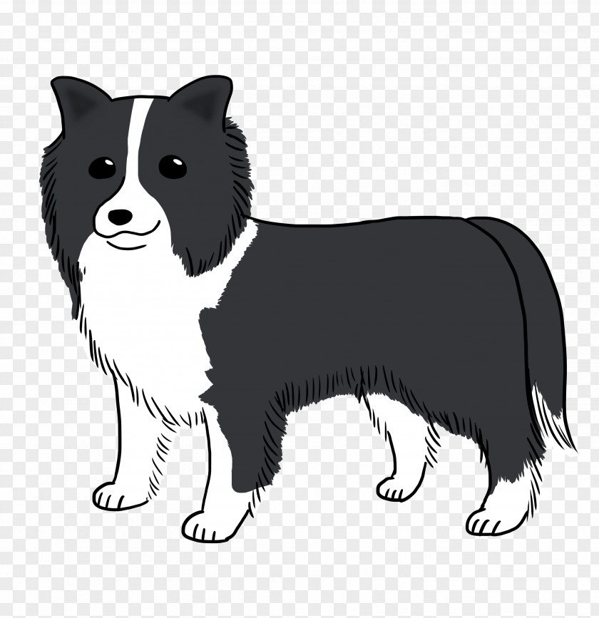 Puppy Dog Breed Border Collie Rough Whiskers PNG