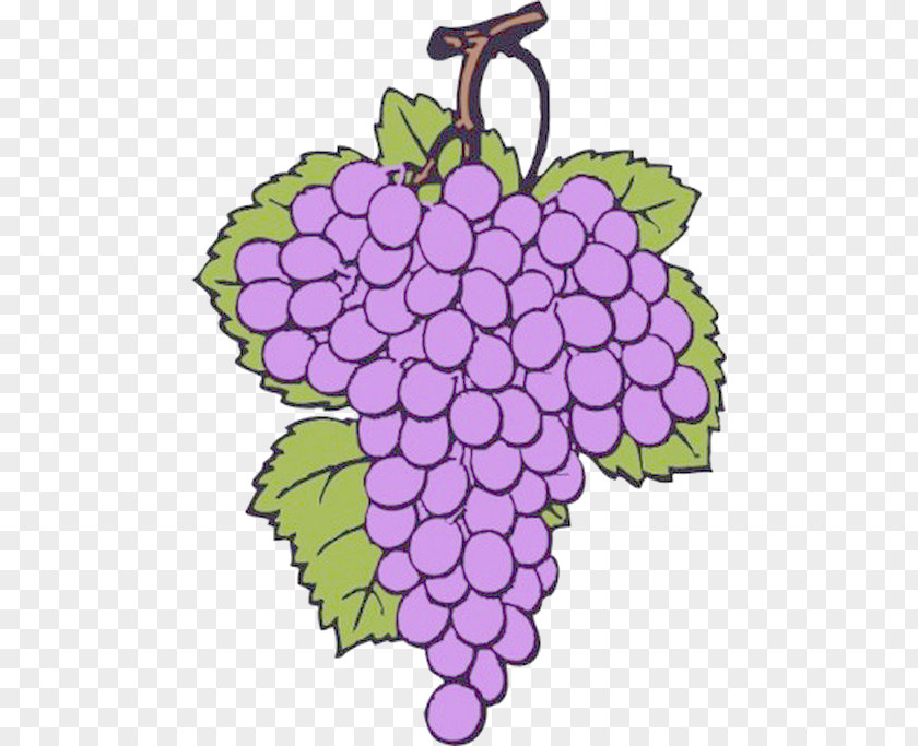 Purple Grapes Common Grape Vine Wine Clip Art PNG