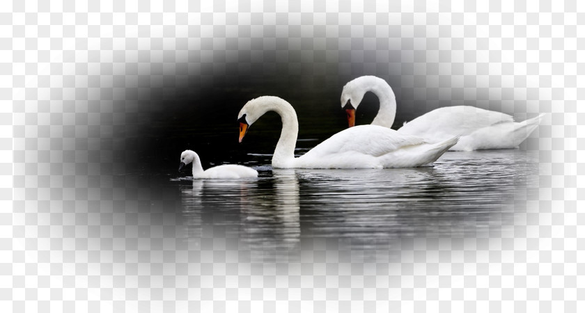 Bird Water Black Swan Mute Desktop Wallpaper PNG