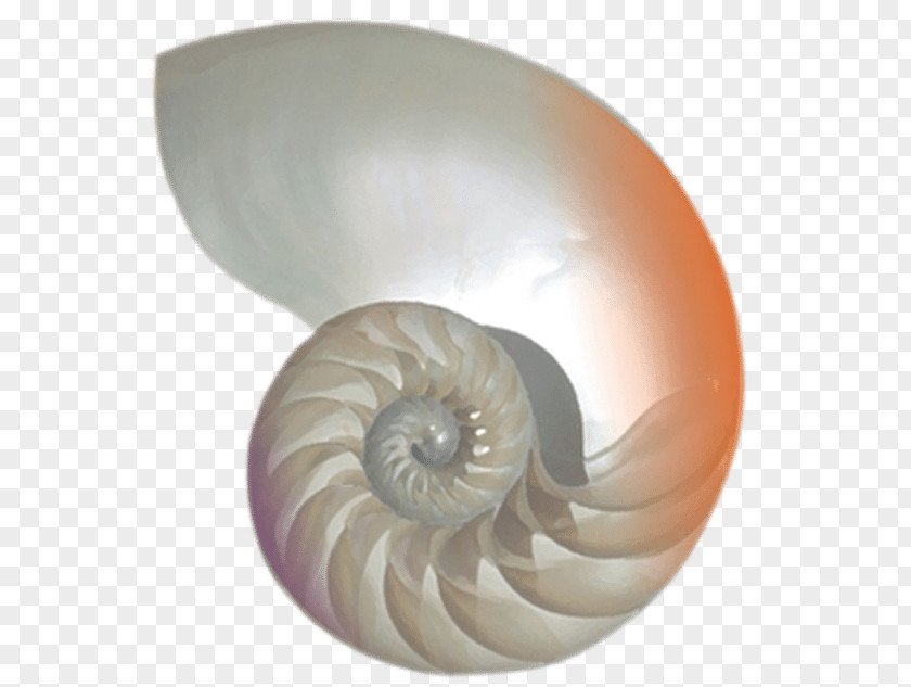 Concha Sacred Seashell Chambered Nautilus Nautilidae Ammonites PNG