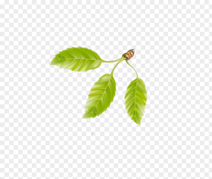 Emerald Green Leaves Cherry Clip Art PNG