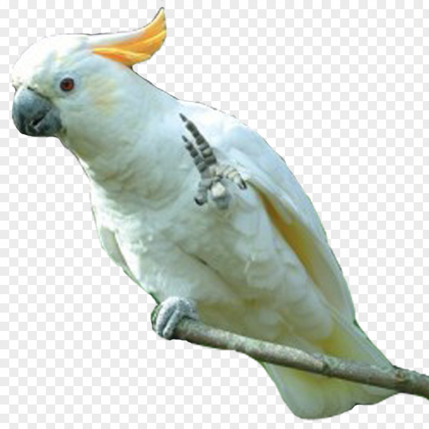 Parrot Photo Sulphur-crested Cockatoo Cockatiel Budgerigar Bird PNG