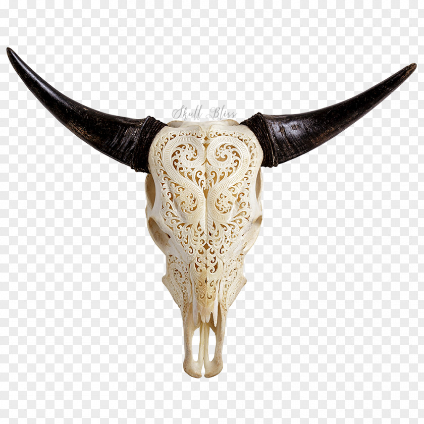 Skull Texas Longhorn Animal Skulls Bull PNG