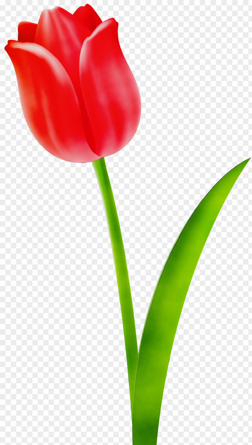 Cut Flowers Pedicel Flower Tulip Flowering Plant Petal Red PNG