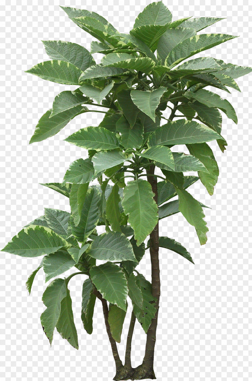 Foliage Flowerpot Houseplant Leaf Plant Stem PNG