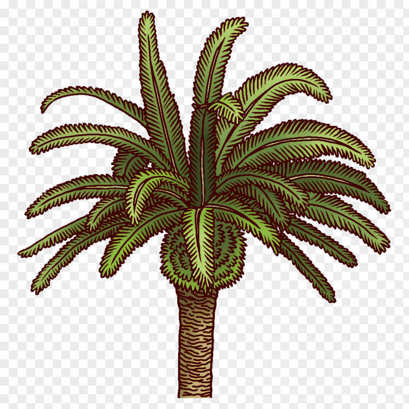 Palm Trees PNG