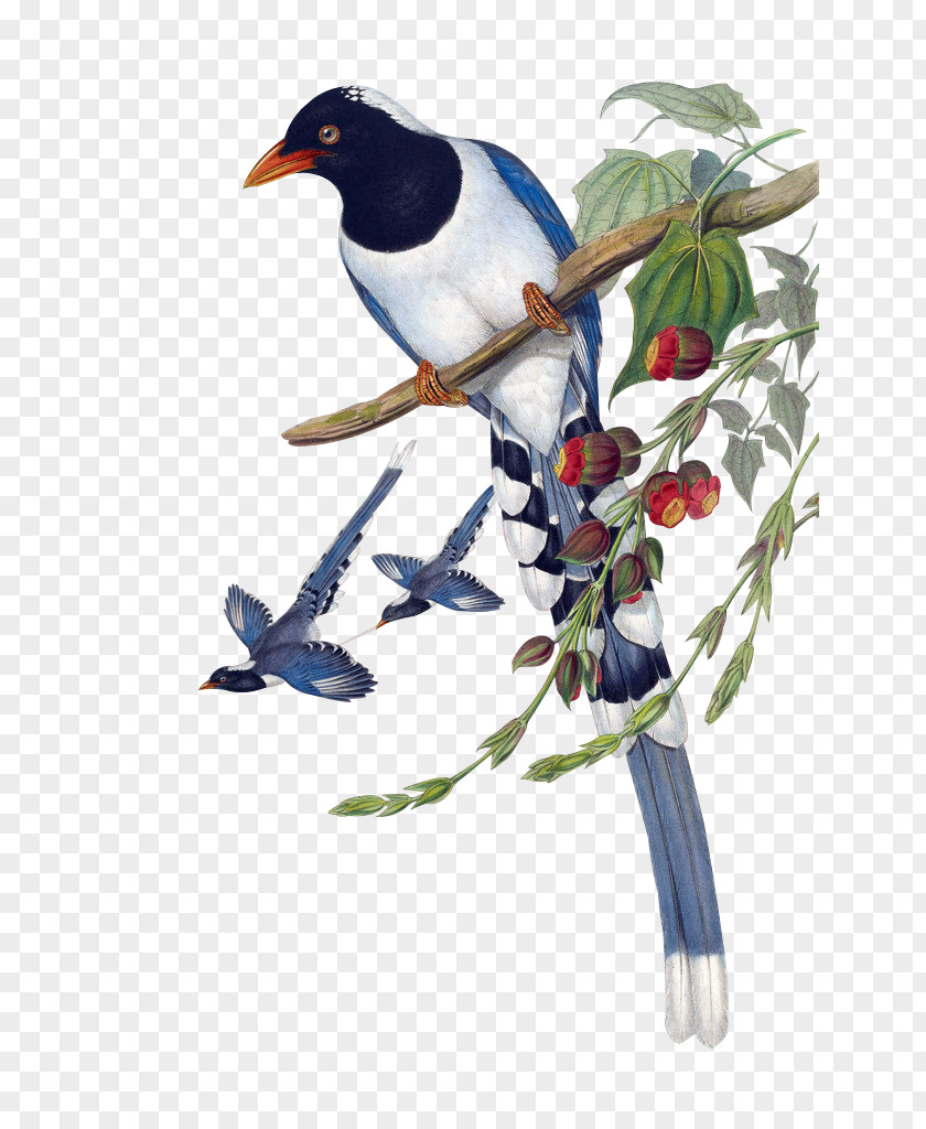 Retro Flowers Birds Of Asia Urocissa Large Ground Finch Painting Magpie PNG