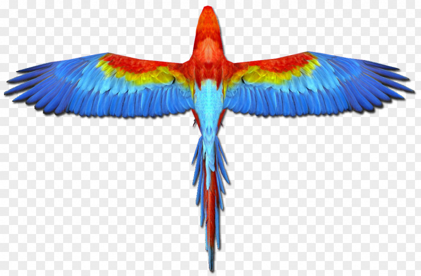 Scarlet Macaw Parrot Blue-and-yellow Bird PNG