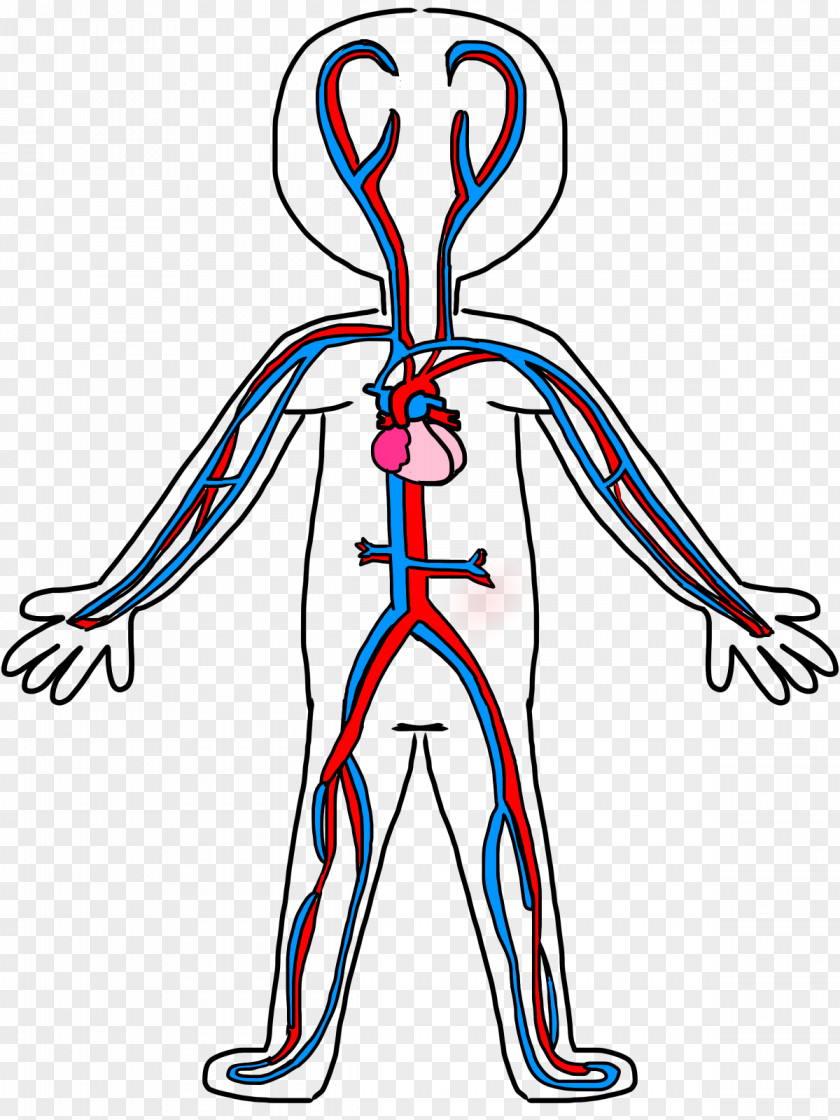 System Cliparts Circulatory Anatomy Coloring Book Blood Vessel Clip Art PNG