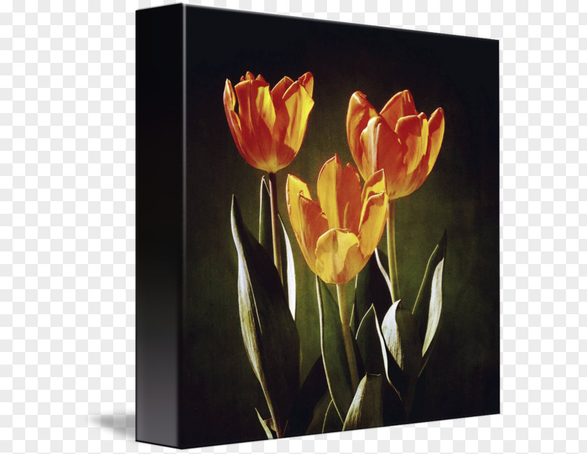Tulip Still Life Photography Canna Floristry PNG