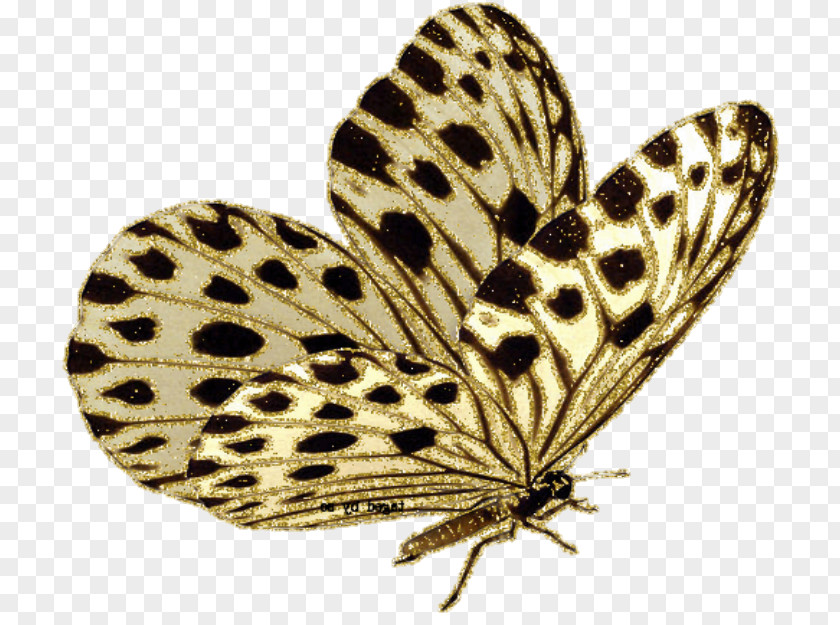 Butterfly & Moth GIF Animation Borboleta PNG