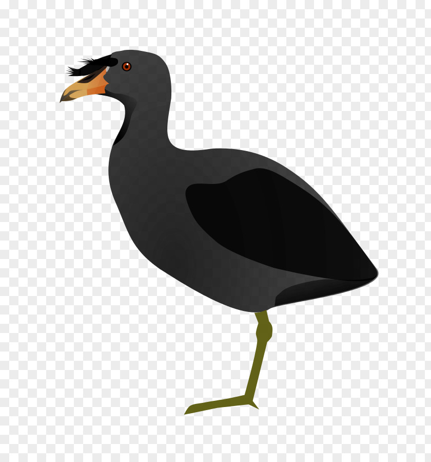 Duck Bird Miñiques Horned Coot Red-knobbed PNG