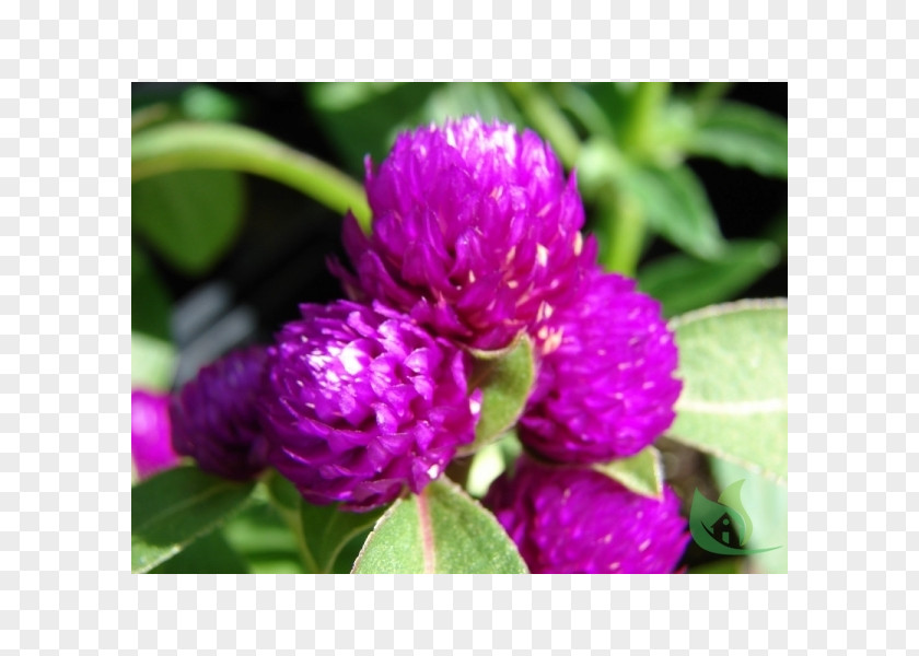 Garden Center Globe Amaranth Flower Seed Red Plants PNG