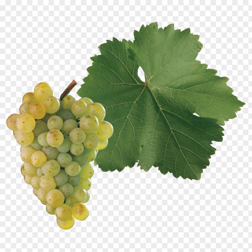 Grape Sultana Neuburger Wine Sangiovese PNG