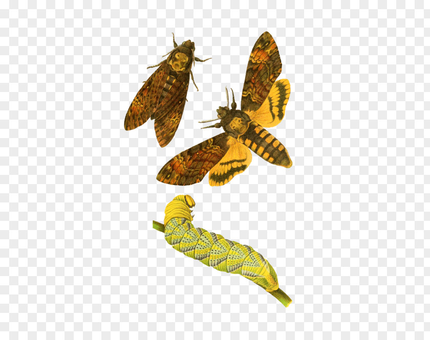 Insect Drawing African Death's Head Hawkmoth Butterfly Germany PNG