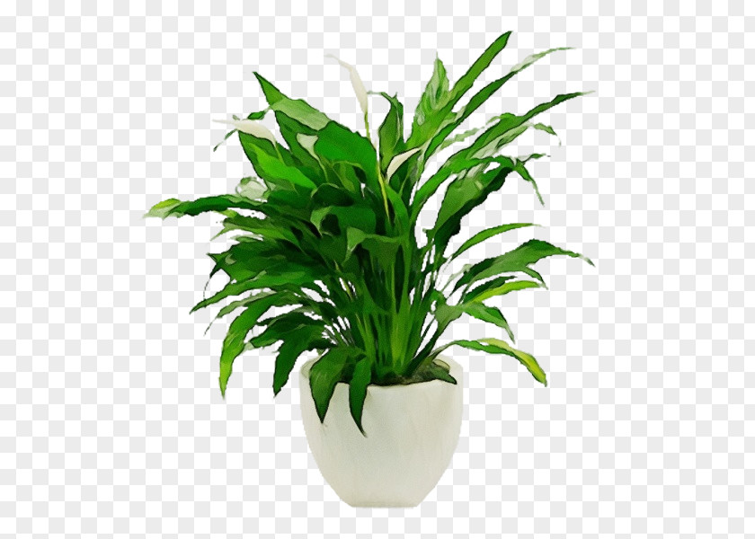 Living Room Houseplant Plant Stem Flowerpot Bonsai PNG