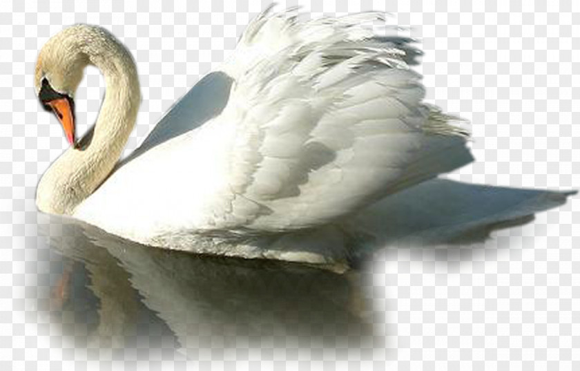 Duck Cygnini Bird Anser Clip Art PNG