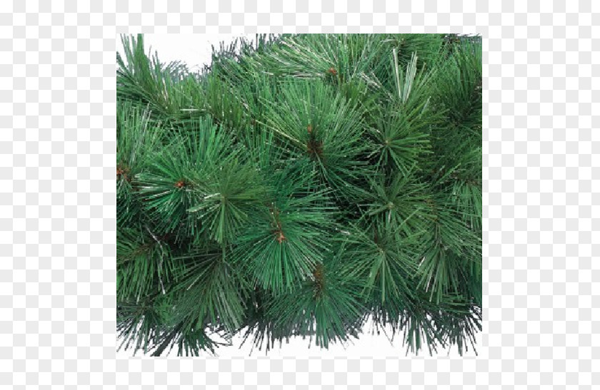 Hanging Garland Pine Spruce Fir Larch Biome PNG