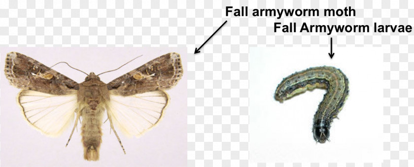 Insect Butterflies And Moths Fall Armyworm African Arthropod PNG