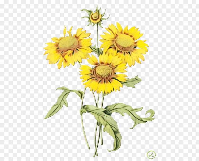 Mayweed Wildflower Drawing Of Family PNG