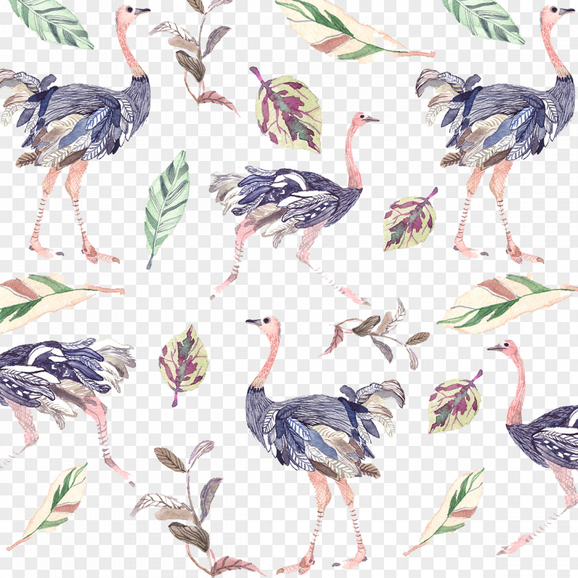 Painted Peacock Pattern Diagram Common Ostrich Bird Creativity Illustration PNG