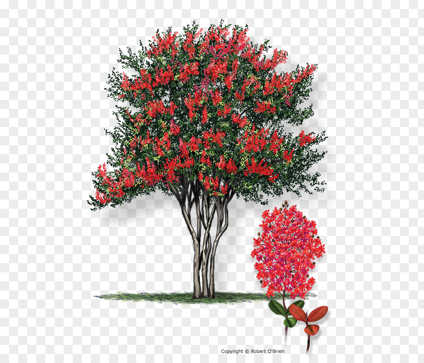 Pistache Crepe-myrtle Tree Plant Shrub PNG