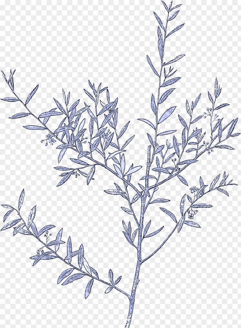 Plant Stem Flower Branch Twig Tree American Larch PNG