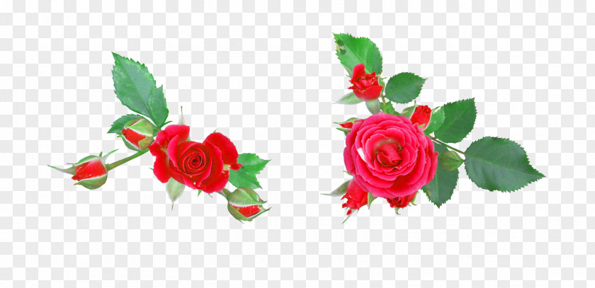 Rose Garden Roses Flower Digital Image Clip Art PNG