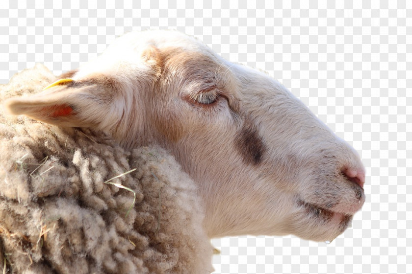 Sheep Fauna Fur Snout PNG