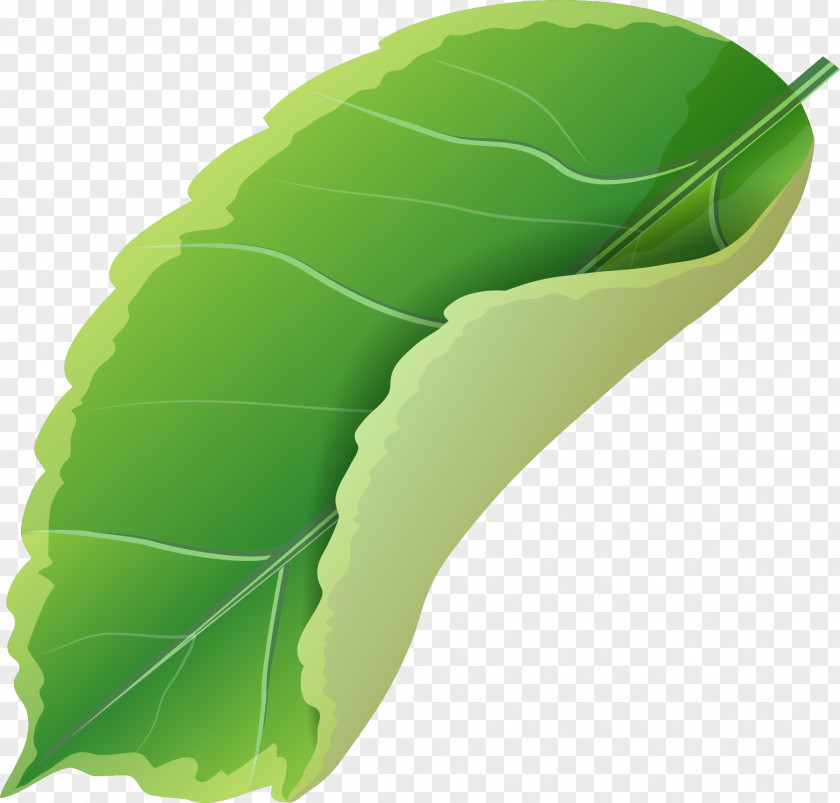 Simple Green Leaves Leaf Designer PNG