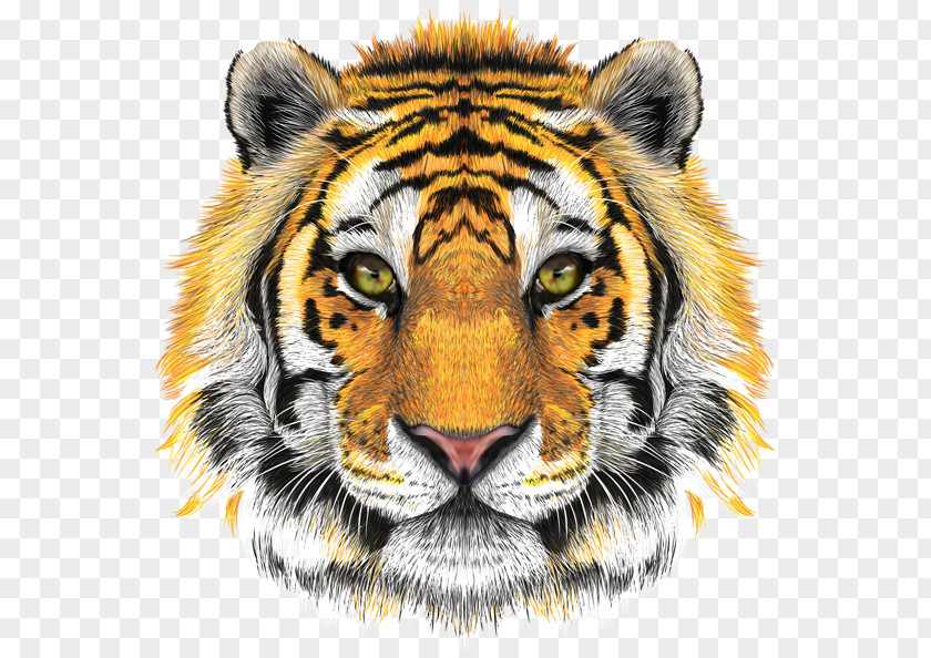 Tiger Sinay.com.tr Clip Art PNG
