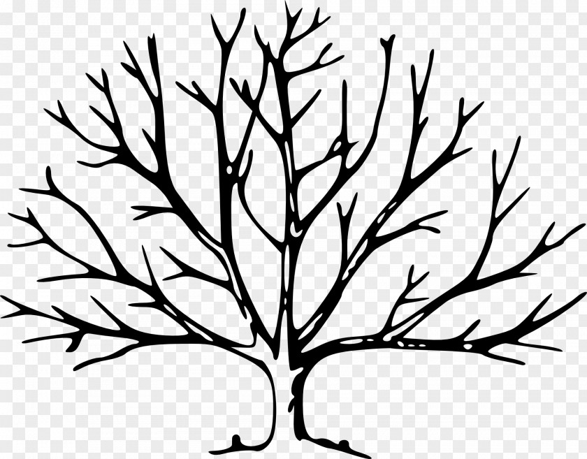 Tree Trees For Kids Leaf Branch Clip Art PNG