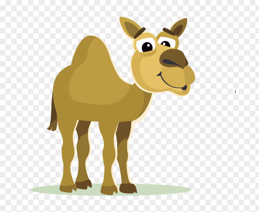Camel Bactrian Cartoon Clip Art PNG
