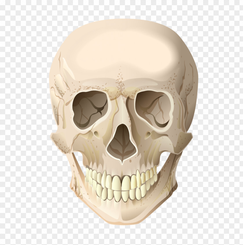 Cranial Skeleton Head Vector Terrorist Skull Bone PNG