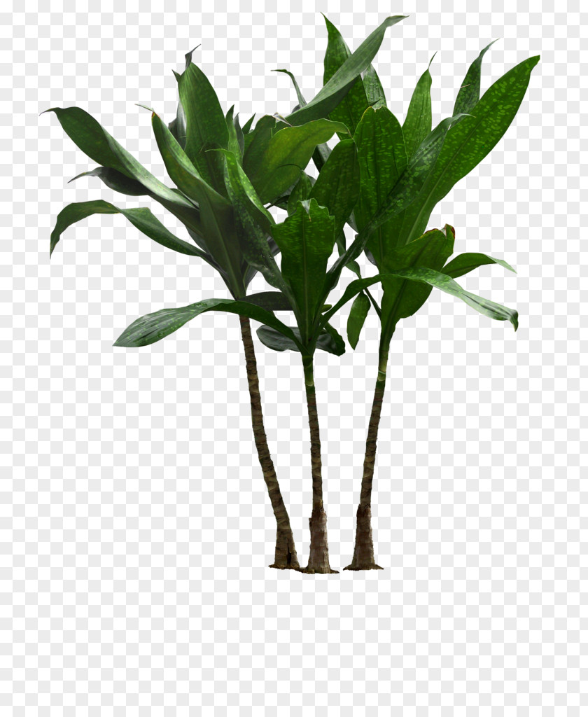 Large Potted Plants Houseplant Flowerpot Clip Art Palm Trees PNG