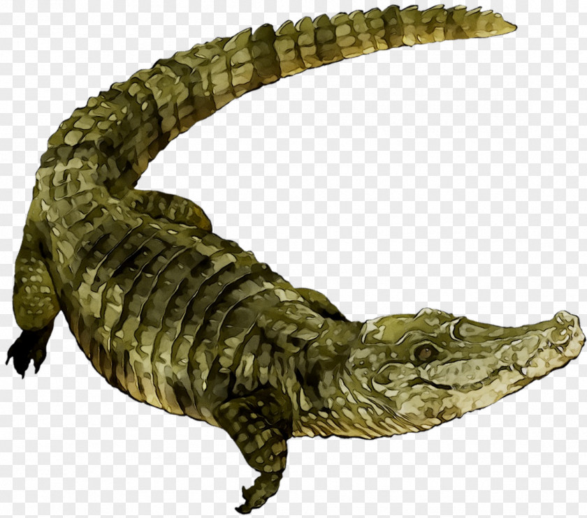 Nile Crocodile American Alligator Fauna PNG