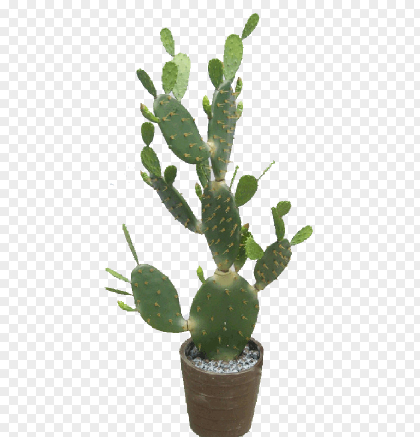 Plant Barbary Fig Eastern Prickly Pear Triangle Cactus Cactaceae Plastic PNG
