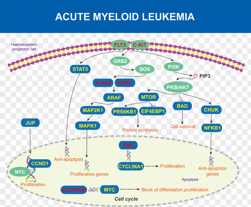 Acute Myeloid Leukemia Disease Diagram Protein Kinase B PNG