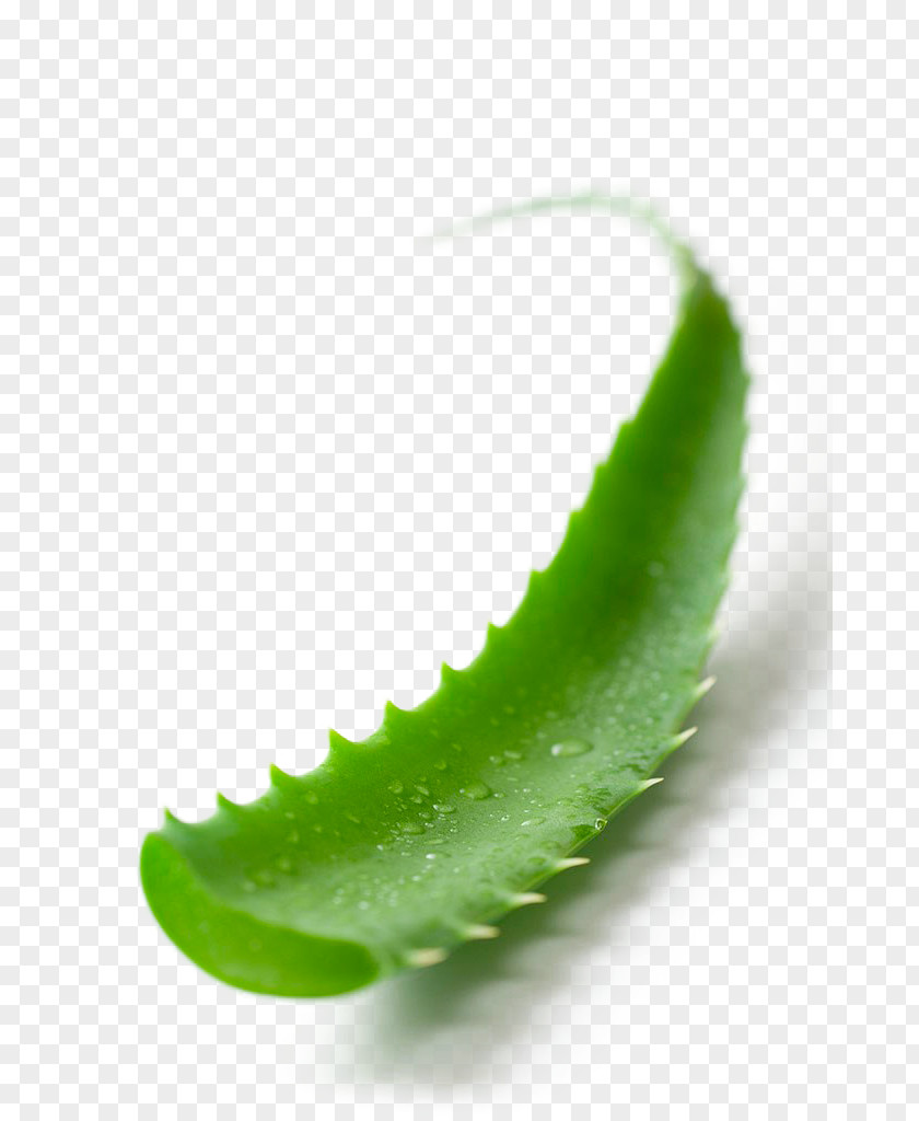 Aloe Vera Malvaviscus Arboreus Leaf Plant Euclidean Vector PNG