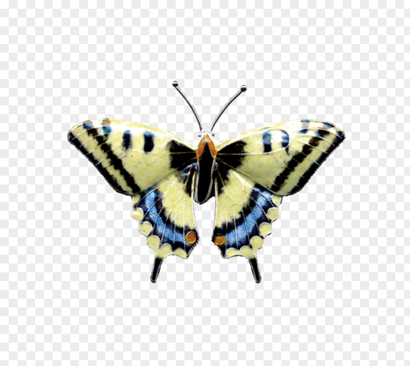 Animal Figure Riodinidae Monarch Butterfly PNG