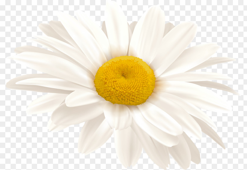 Chamomile Common Daisy Stock Photography Royalty-free PNG