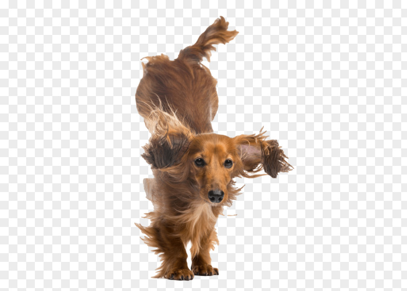 Dachshund Dog Breed Puppy Companion Nail Art PNG