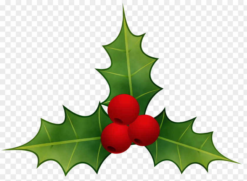 Flower Scarlet Oak Holly PNG