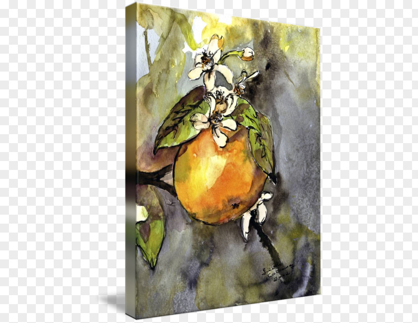 Ink Watercolour Still Life Photography Watercolor Painting Pear PNG